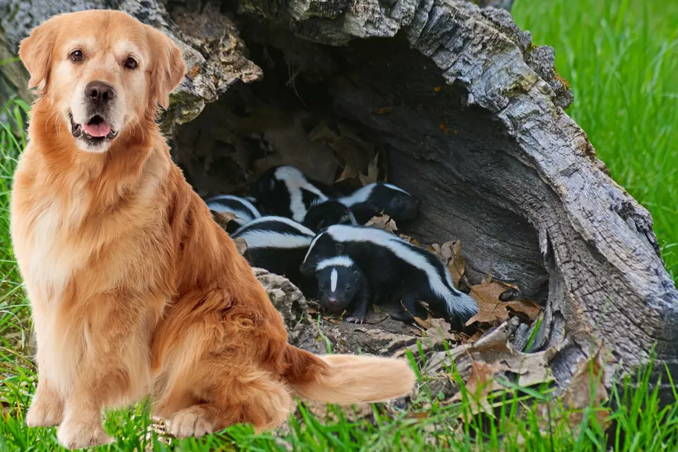 dogs, skunks, michigan