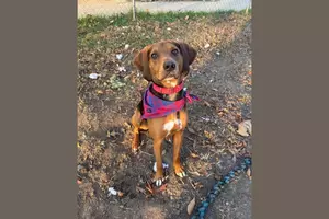Tap here to see all of the gorgeous dogs and cats featured on Dog Days.