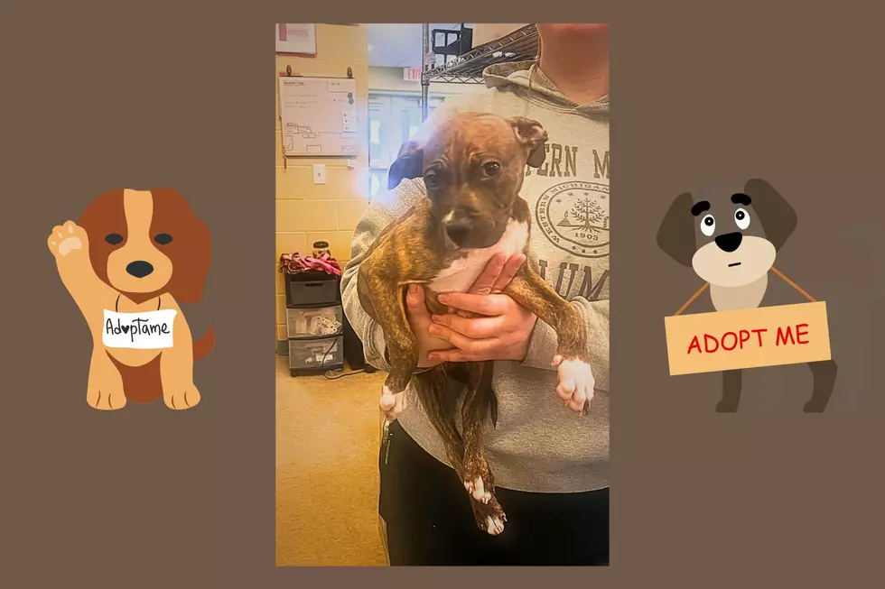 Adorable puppies available for adoption in Kalamazoo, Michigan