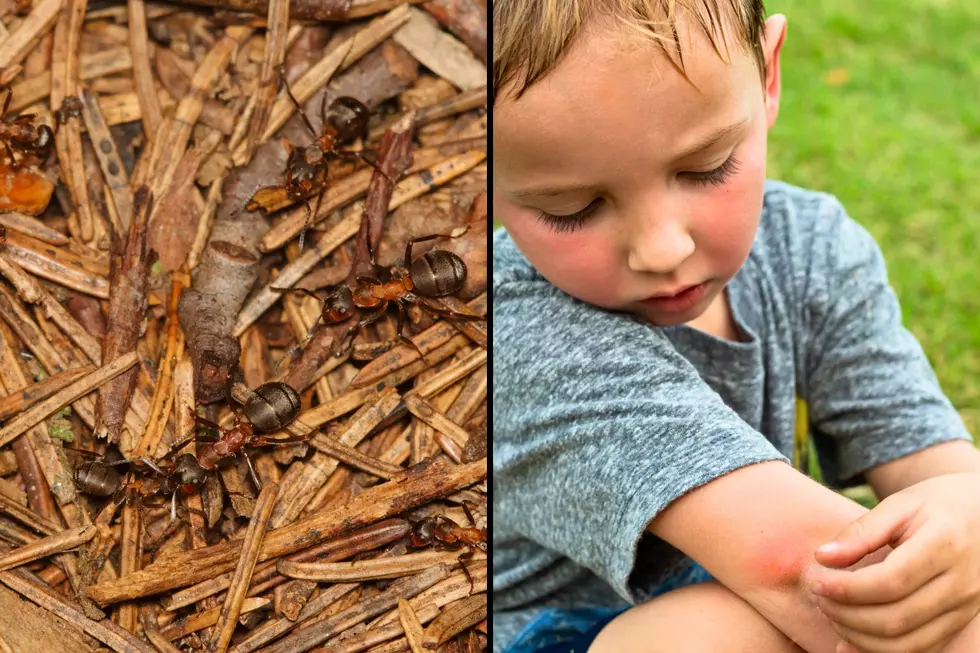 Warning: Deadly Invasive Asian Ants Now Confirmed in Indiana