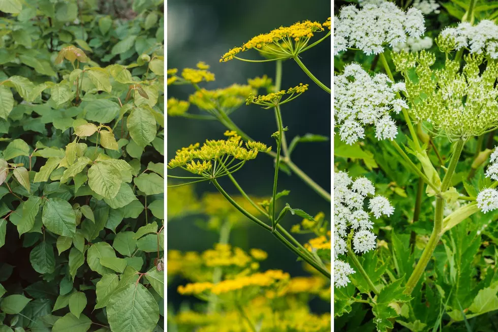 Don’t Touch These 5 Poisonous Plants in Michigan