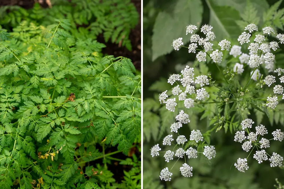 Poison Hemlock