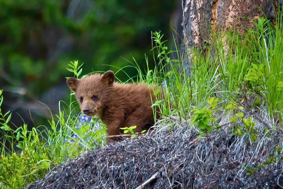 Black Bear cubs in Michigan
