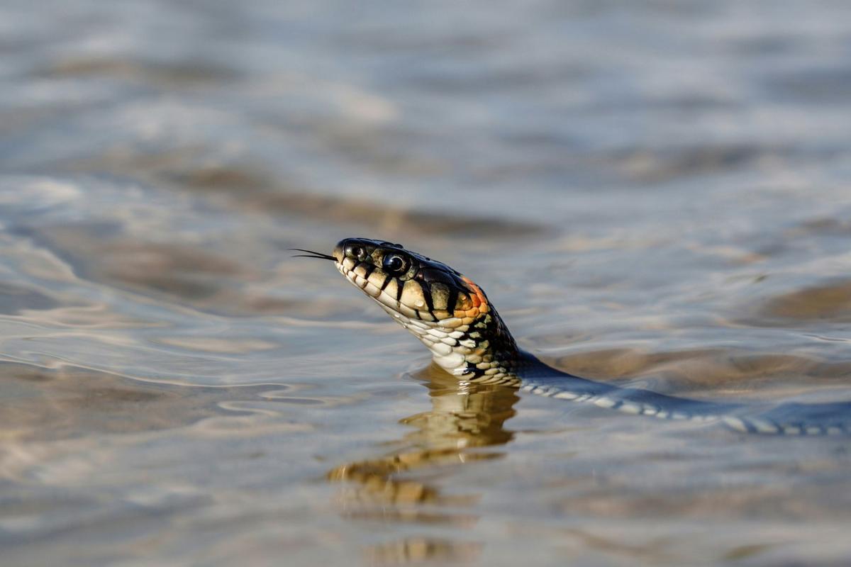 Michigan's Most Snake-Infested Great Lake Revealed