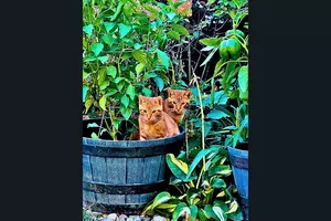Read More: Heartwarming Rescue Story Of A Mom Cat And Her Babies in Kalamazoo
