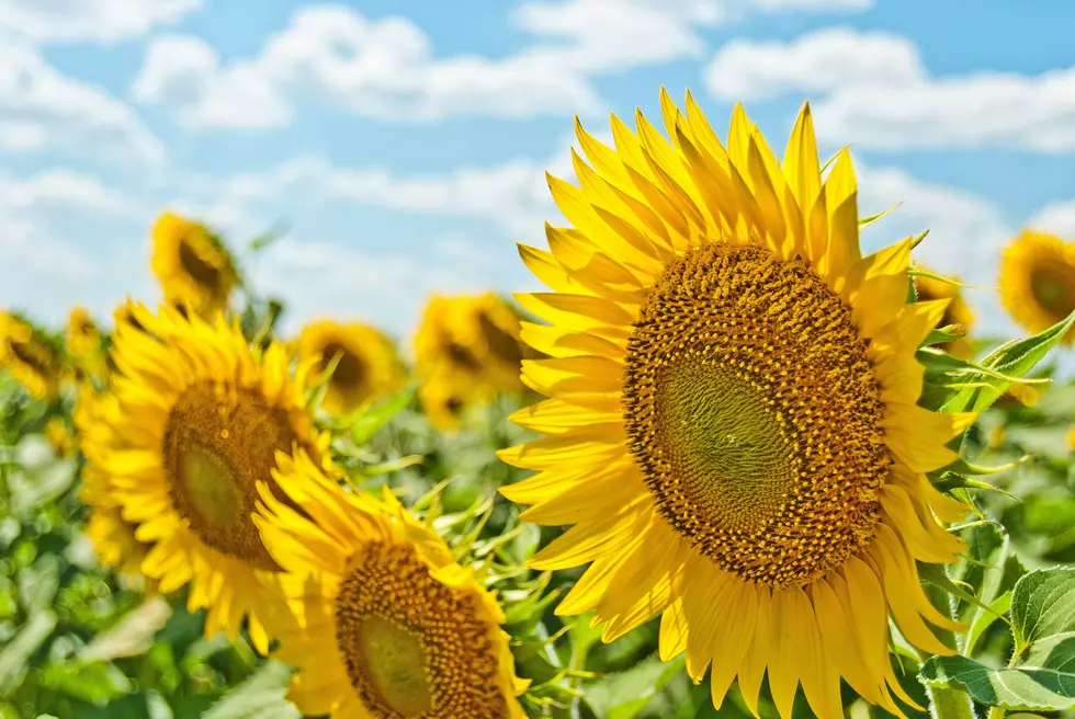 Indiana Will See One of Its Longest Summers in Years in 2026