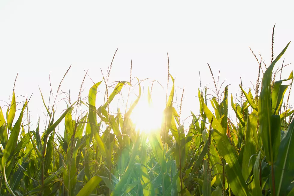 Michigan Residents Brace For Heat And Humidity From Corn Sweat