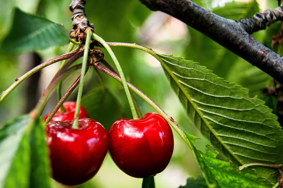 No Cherries This Year for Some Southwest Michigan Farms After Freeze