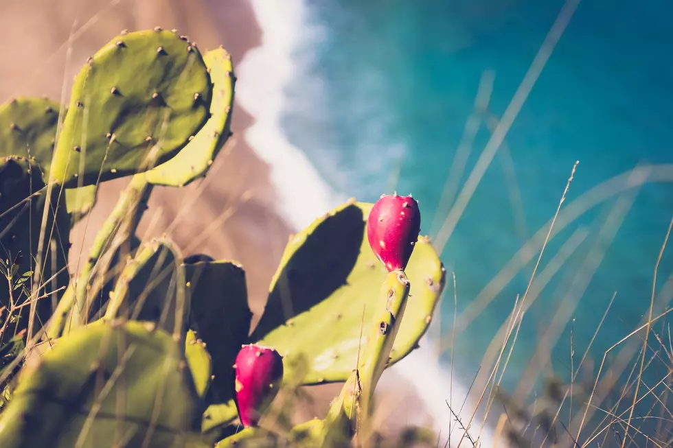Most People Have No Idea Cacti Grow in Michigan