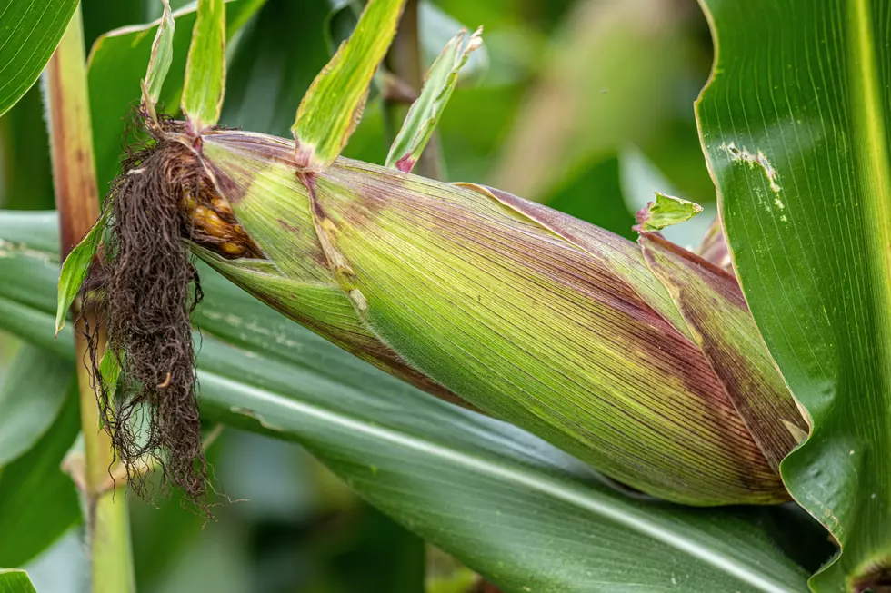 The Midwest Weather Phenomenon Behind Indiana’s Humidity