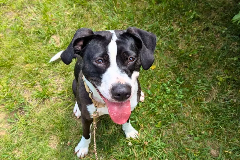 Olivia The Fetch-loving Dog At Kalamazoo SPCA Needs A Seasoned Home