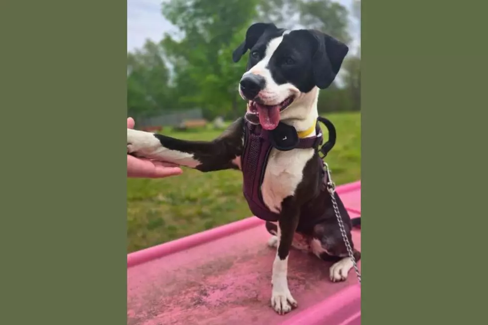 Photo Courtesy of the SPCA of Southwest Michigan