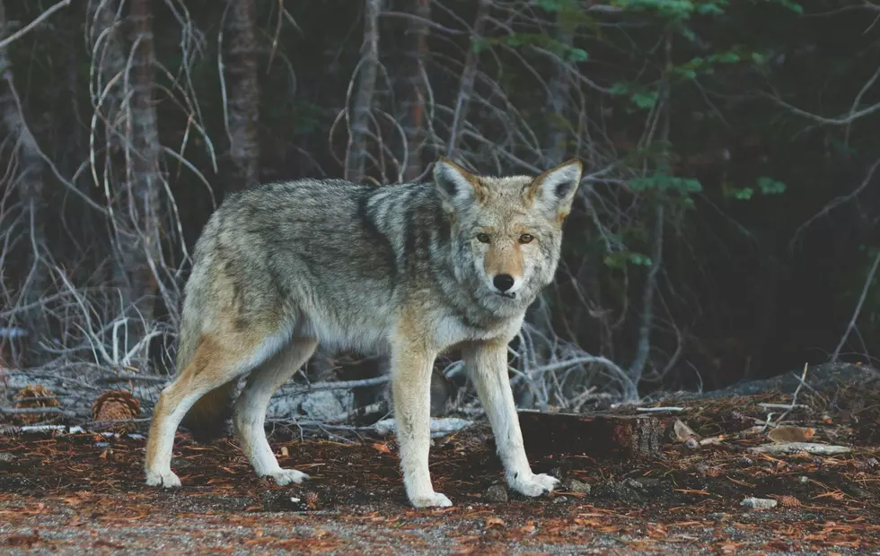 Michigan’s Isle Royale Closes Second Campground After Wolf Tears Through Tent