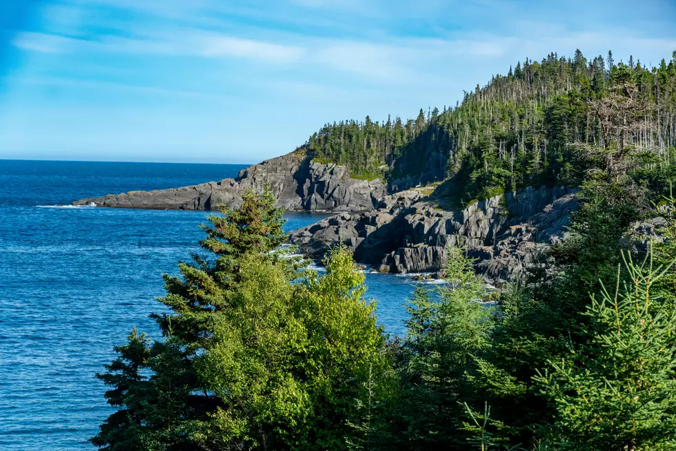 Michigan Campers Warned After 'Bold' Wolf Appears at Isle Royale