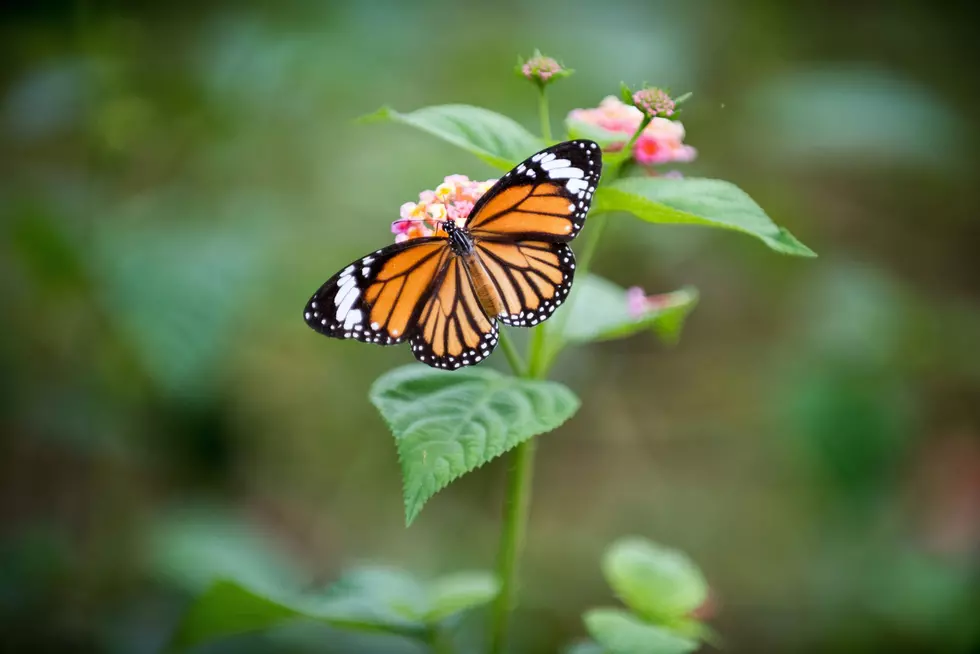 Those Beautiful Monarchs in Michigan Are About to Disappear
