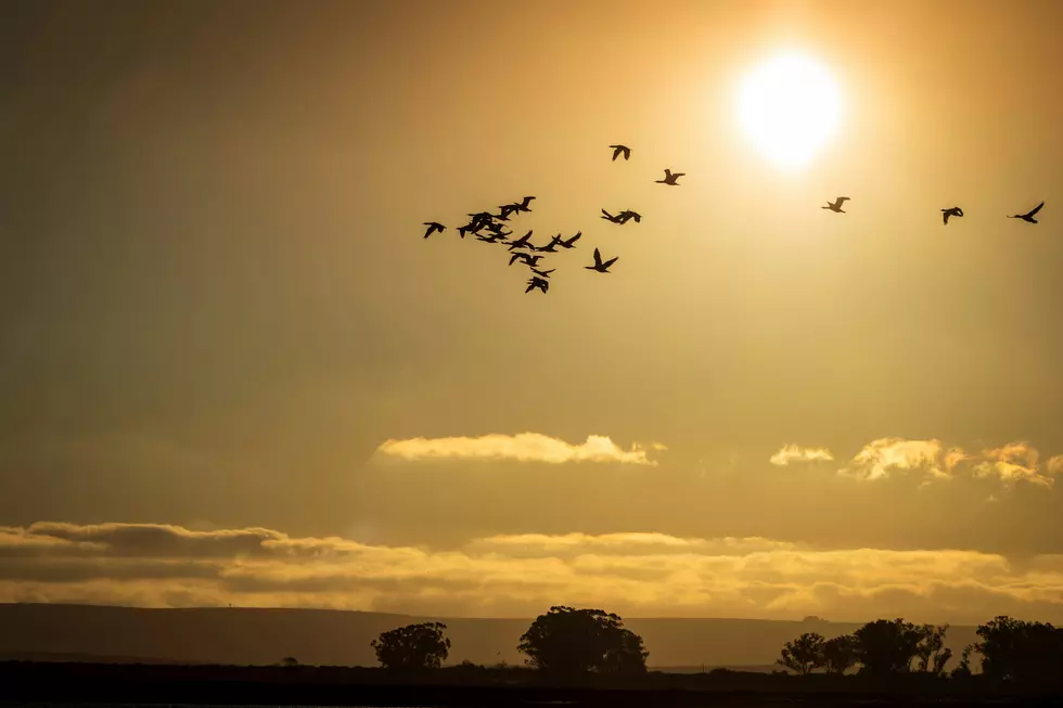 Look Up as Birds Are Starting Their Fall Migration Across Indiana