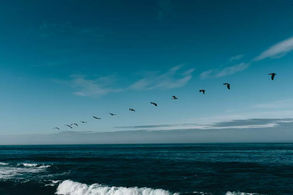 Birds Are Beginning Their Fall Migration Across Michigan