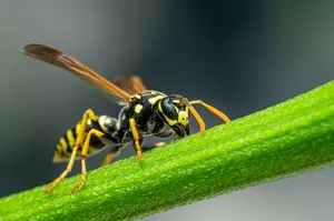 Why Michigan Yards Are Seeing More Yellowjackets Right Now