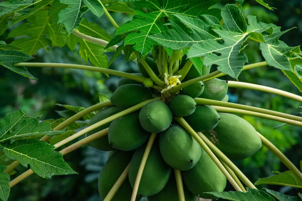 Most Michiganders Have Heard of Paw Paw, But Not the Fruit