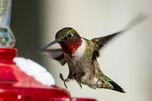 Hummingbirds Are Preparing To Leave Michigan For The Fall