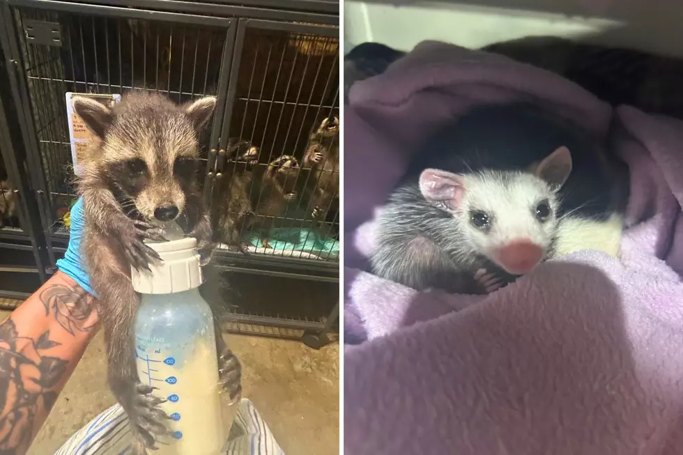 Who Will Save the Rescue? Southwest Michigan Nonprofit Fights to Stay Open