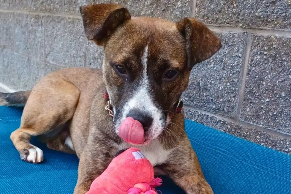 Butch Wants To Play, This Sweet Kalamazoo Dog Needs A Family