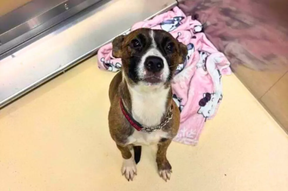 Photo Courtesy of the SPCA of Southwest Michigan