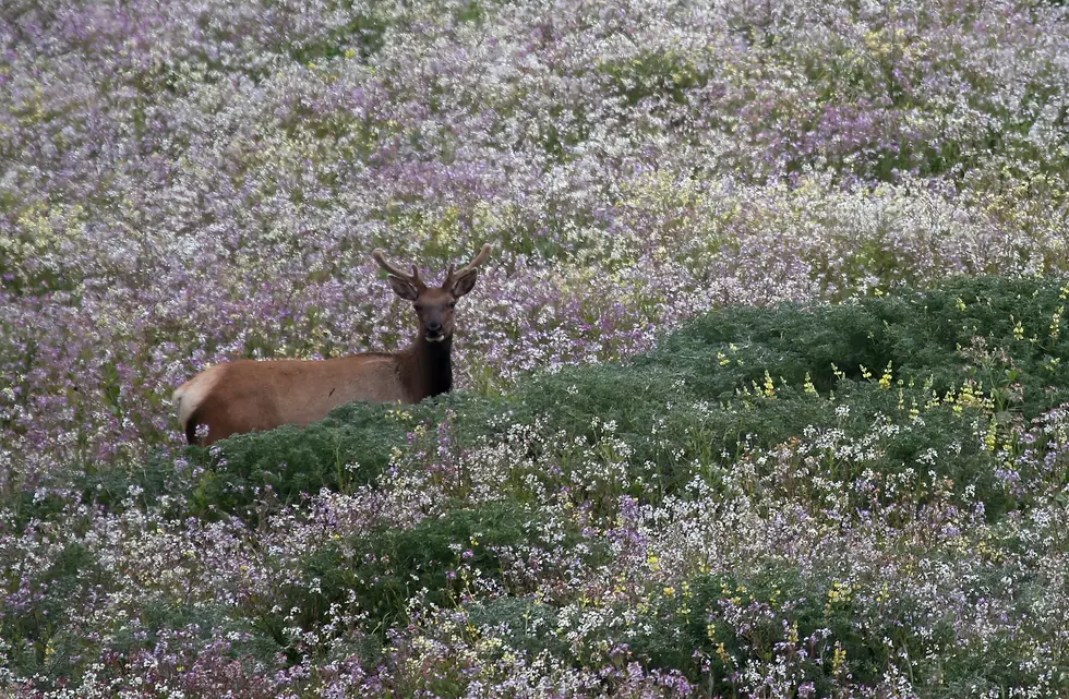 Successful Early Elk Season Wraps Up In Michigan