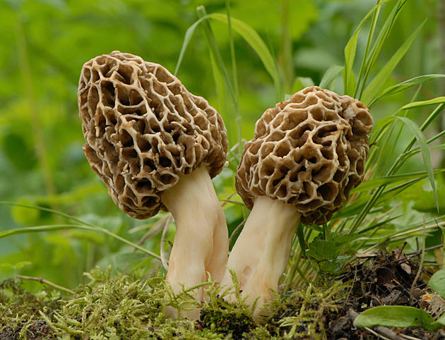 6 Spots to Hunt for Morel Mushrooms in West Michigan