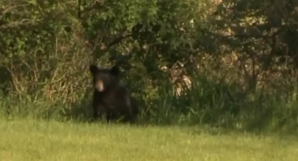 Fox 17 Reporting on Loose Bear in Grand Rapids, Bear Shows Up While They’re Live [VIDEO]