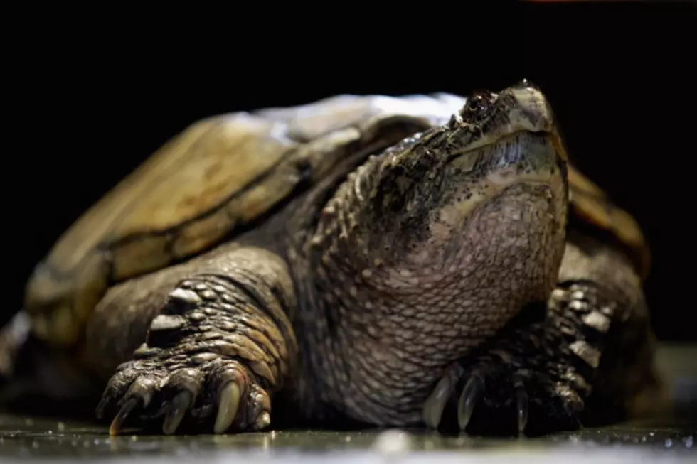 Can We Talk About Snapping Turtles for a Minute?