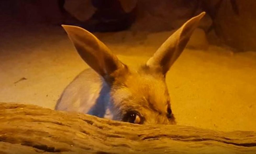 Have You Heard of the Easter Bilby?