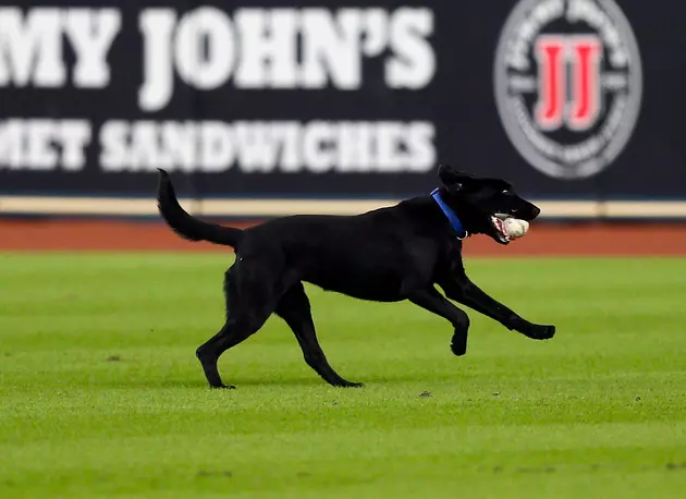 Two Chances To Bring Your Dog To Comerica Park This Season