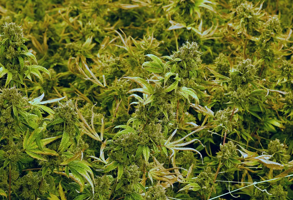 Most City Officials Oppose Marijuana Legislation