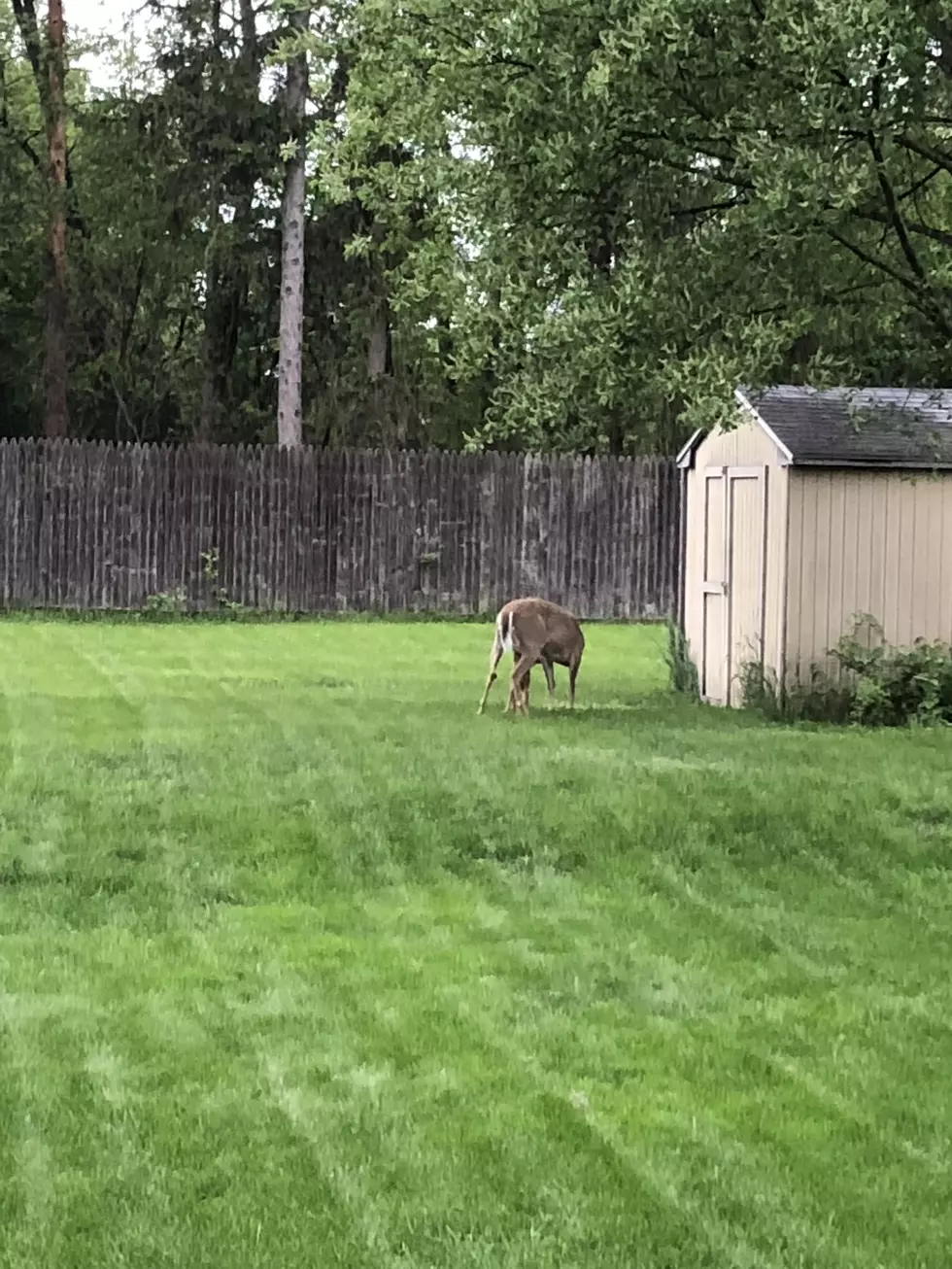 See What This Deer Was Doing In My Portage Back Yard