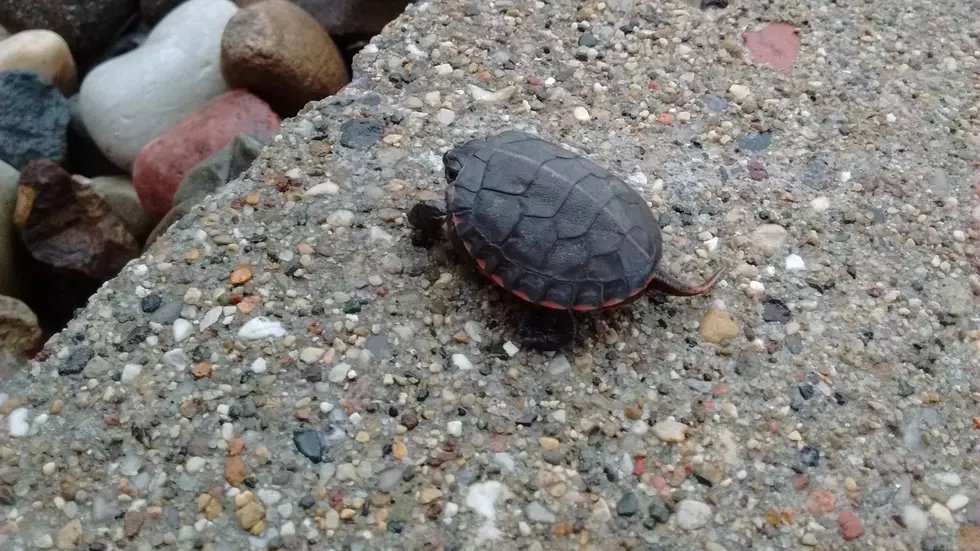 Can You Identify This Type of Turtle?