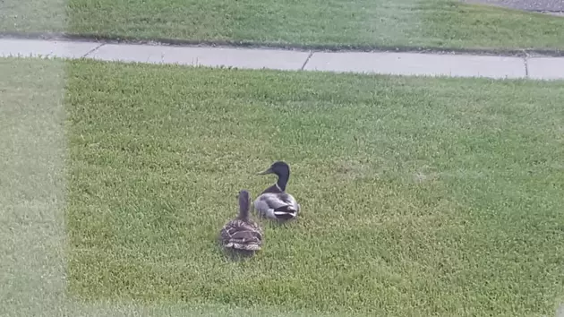 Ducks Make Pit Stop In Fly&#8217;s Yard In Battle Creek