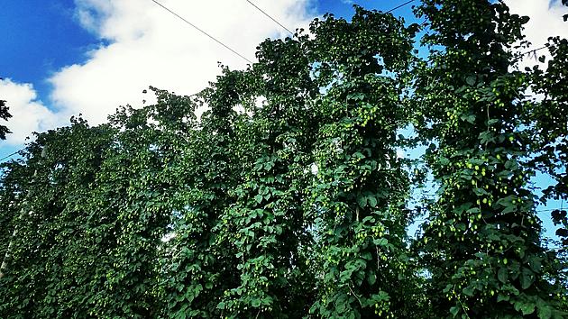 Hop Harvest Beer Tour Stop at Marshall Hop Farm