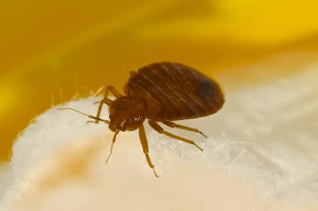 How to Check Books for Bedbugs