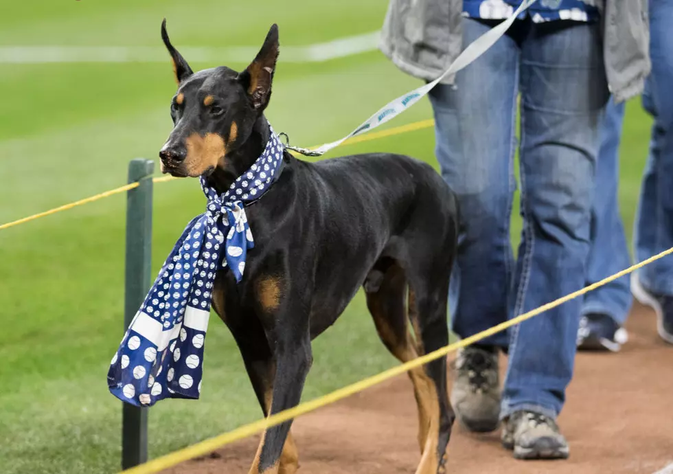 Detroit Tigers Announce Three &#8216;Bark At The Park&#8217; Games For 2019