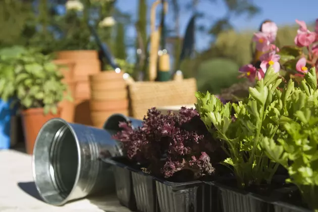 Learn to Plant Your Own Container Garden at Wenke Greenhouse