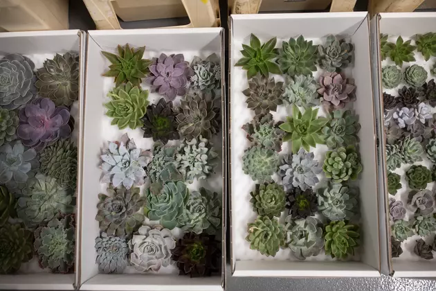 Spring Project-Make Your Own Succulent Diffuser Garden in Mattawan
