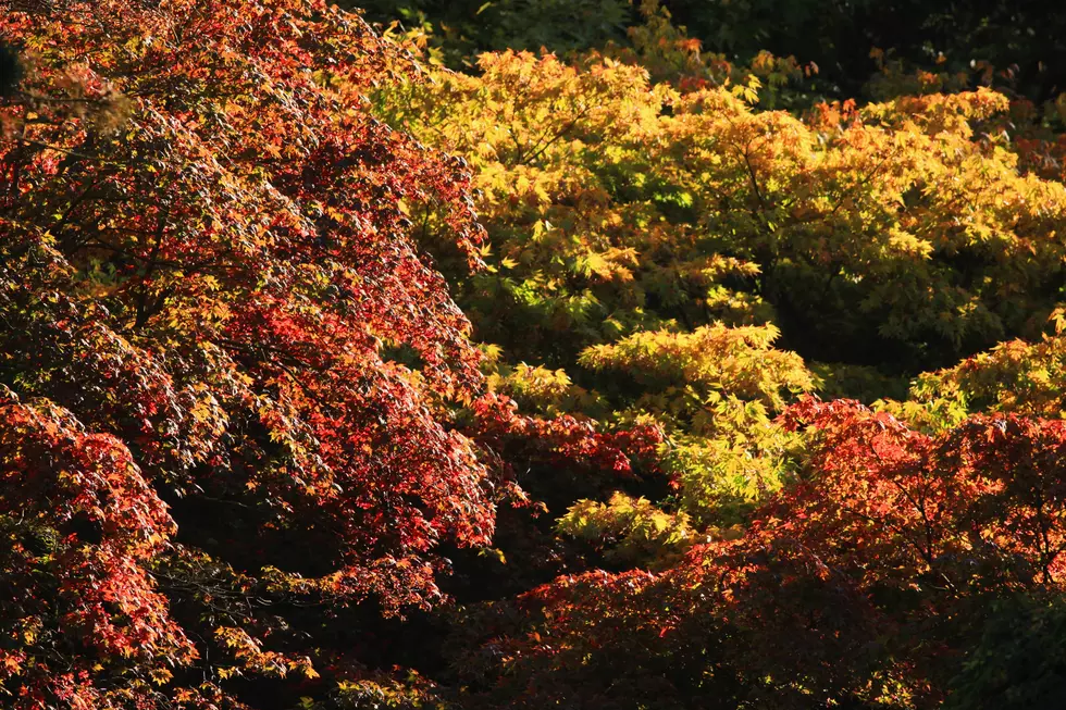 This Map Predicts When Peak Fall Colors Will Happen In Michigan