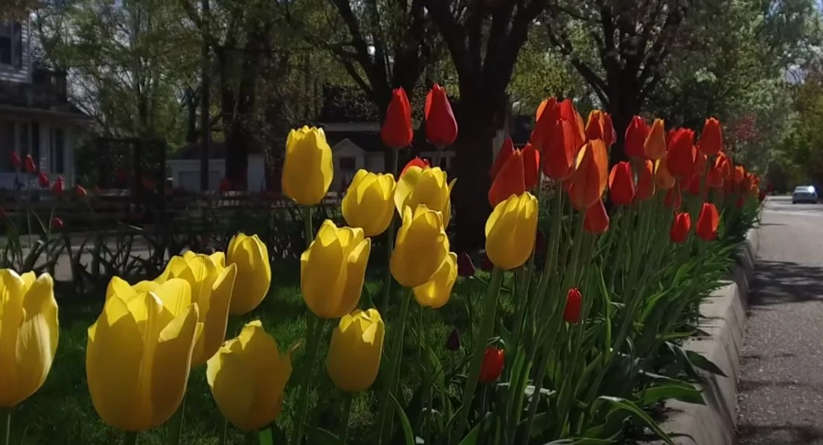 Holland's Tulip Festival Goes Virtual [Video]