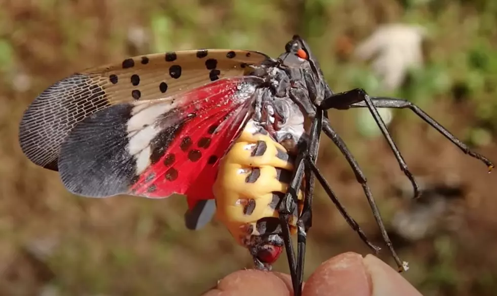 YouTube Nature Now! - Chris Egnoto