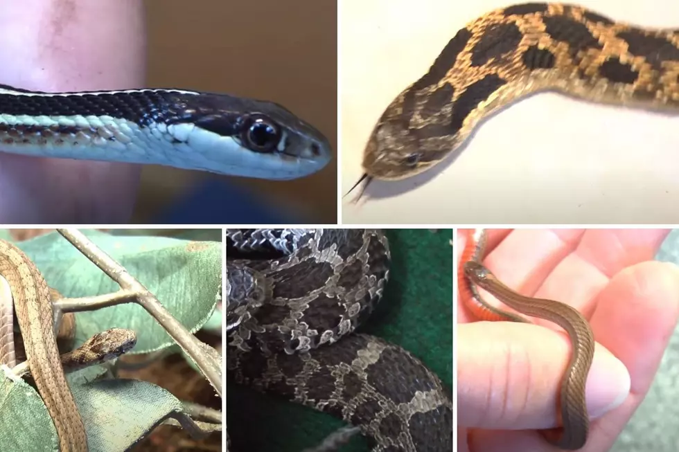 Michigan Has 18 Different Kinds of Snakes. Only 1 Can Kill You