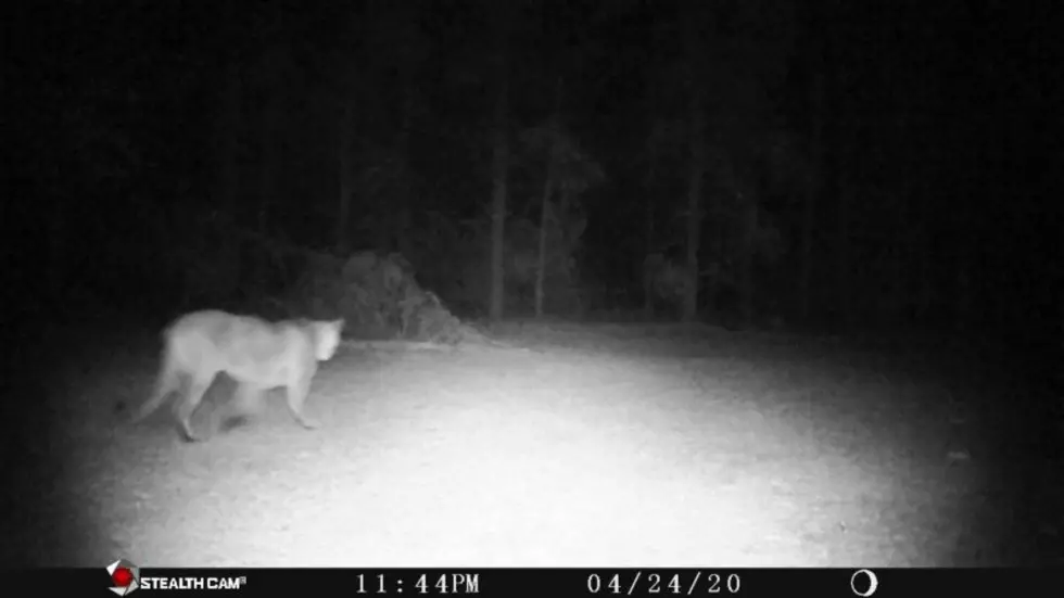 DNR: Cougar Sightings Make a Big Year for Big Cats in Michigan