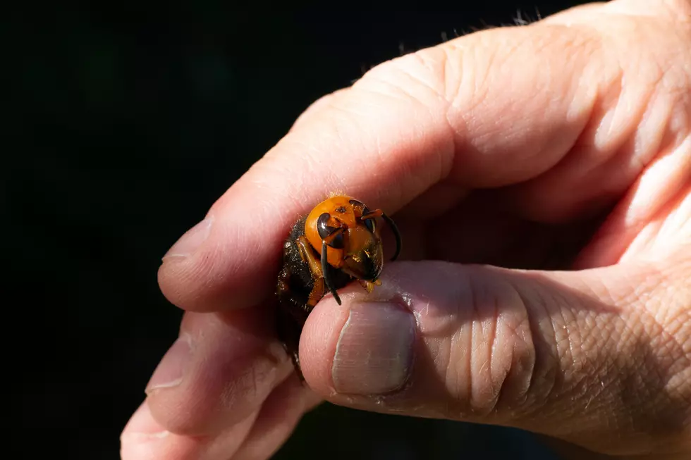 How Long Before Murder Hornets Are In Michigan