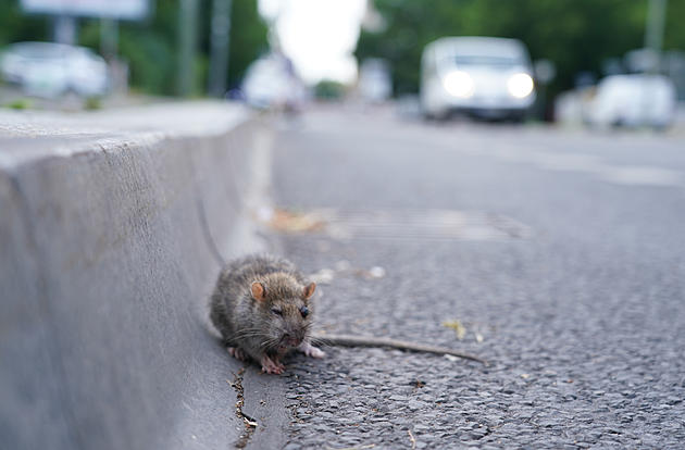 The Most Rat Infested Cities In Michigan
