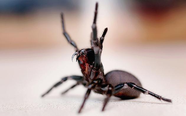 Top 5 Creepiest Spiders In Michigan